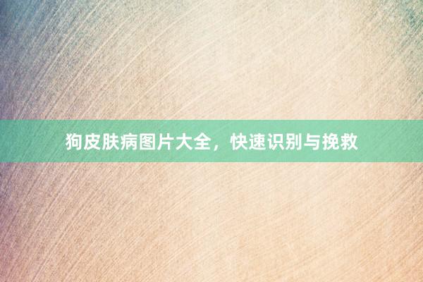 狗皮肤病图片大全，快速识别与挽救